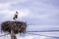 Family of storks made a nest on a telegraph pole in the village Royalty Free Stock Photo