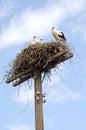 Family of storks in the nest