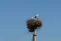 Family of storks in the nest on the electric pole.