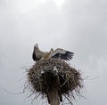 Family of storks in the nest