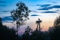 Family of storks in the nest on the power pole at night Royalty Free Stock Photo