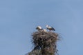 Family of storks in a nest on a tall tree in the background of the blue sky