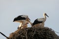 a family of storks in a nest