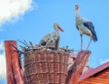 Family of storks