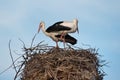 A family of storks is preparing their nest Royalty Free Stock Photo