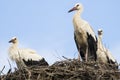 Family of storks on nest