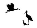 Family of storks. Silhouettes of birds