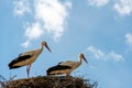 A family of storks stands in a large nest against a background of blue sky and clouds. A large stork nest on an electric concrete Royalty Free Stock Photo