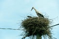 A family of storks stands in a large nest against a background of blue sky and clouds. A large stork nest on an electric concrete Royalty Free Stock Photo