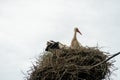 A family of storks stands in a large nest against a background of blue sky and clouds. A large stork nest on an electric concrete Royalty Free Stock Photo