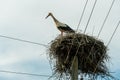 A family of storks stands in a large nest against a background of blue sky and clouds. A large stork nest on an electric concrete Royalty Free Stock Photo