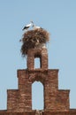 A family of storks in their nest on the top of a bell tower in Capilla, Spain.