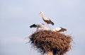 A family of storks in their nest, sitting high on a pole. Royalty Free Stock Photo