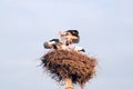 A family of storks in their nest, sitting high on a pole. Royalty Free Stock Photo