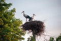 A family of storks in their nest, sitting high on a pole near the maple. Royalty Free Stock Photo