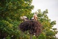 A family of storks in their nest, sitting high on a pole near the maple. Royalty Free Stock Photo