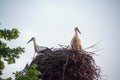 A family of storks in their nest, sitting high on a pole near the maple. Royalty Free Stock Photo