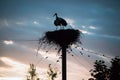 A family of storks in their nest, sitting high on a pole at sunset in the evening. Royalty Free Stock Photo