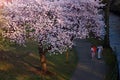 A family strolls under the blooming cherry blossom tree