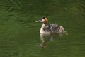 A family of stunning Great Crested Grebe Podiceps cristatus swimming in a river. The babies that are being carried on the parent Royalty Free Stock Photo