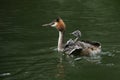 A family of stunning Great Crested Grebe Podiceps cristatus swimming in a river. The babies that are being carried on the parent Royalty Free Stock Photo