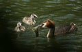 A family of stunning Great Crested Grebe Podiceps cristatus swimming in a river. The parent bird is feeding a Crayfish to the ba Royalty Free Stock Photo