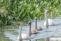 Family swan is going out to swim. Royalty Free Stock Photo