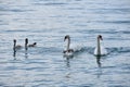 Family of swan goose on the Lake of Constance at the northern foot of the Alps Royalty Free Stock Photo