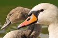 Family swan - mother and daughter Royalty Free Stock Photo