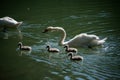 family swan with parents splashing in the water Royalty Free Stock Photo