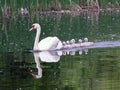 Family of Swans Royalty Free Stock Photo