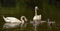 Family of swans birds on pond Royalty Free Stock Photo