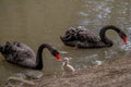 Family of swans. Black swan parent with baby cygnets swimming together. Cygnus atratus Royalty Free Stock Photo