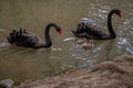 Family of swans. Black swan parent with baby cygnets swimming together. Cygnus atratus Royalty Free Stock Photo