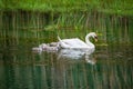 Family of swans with chicks at lake in evening, Germany