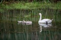 Family of swans with chicks at lake in evening, Germany