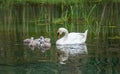 Family of swans with chicks at lake in evening, Germany