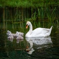 Family of swans with chicks at lake in evening, Germany