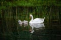 Family of swans with chicks at lake in evening, Germany