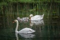 Family of swans with chicks at lake in evening, Germany