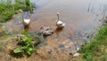 A family of swans comes to the sandy shore of the lake, where grass grows, in search of food. The little swans eat the shoreline v