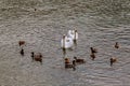 Family of Swans with Cygnets on Lake