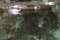 Family of swans on dirty, polluted looking water with green reflections