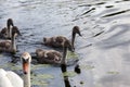 a family of swans floating on the lake with young gray chicks Royalty Free Stock Photo