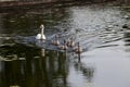 a family of swans floating on the lake with young gray chicks Royalty Free Stock Photo