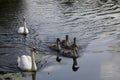 a family of swans floating on the lake with young gray chicks Royalty Free Stock Photo