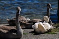 Family of Swans with four young signets in an old dock on a summer day