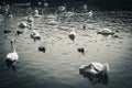 Family of swans gathering on lake, hungry, searching for food Royalty Free Stock Photo