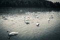 Family of swans gathering on lake, hungry, searching for food Royalty Free Stock Photo