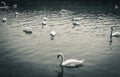 Family of swans gathering on lake, hungry, searching for food Royalty Free Stock Photo